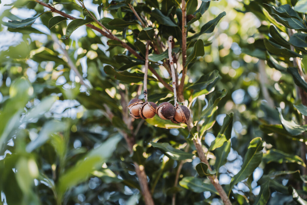 Mayo Macs macadamia industry photograph MM-147