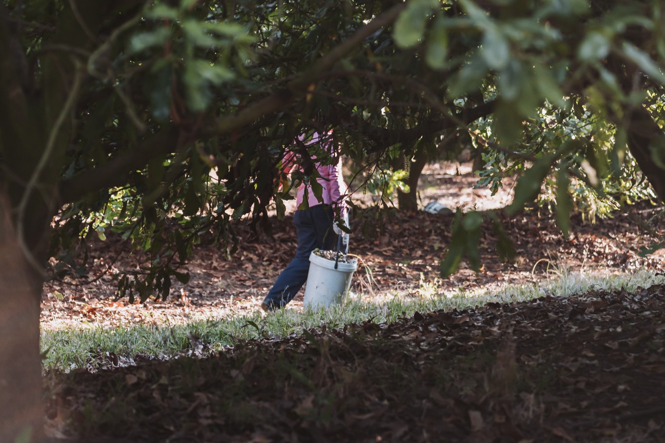 Mayo Macs macadamia industry photograph MM-201 - edit