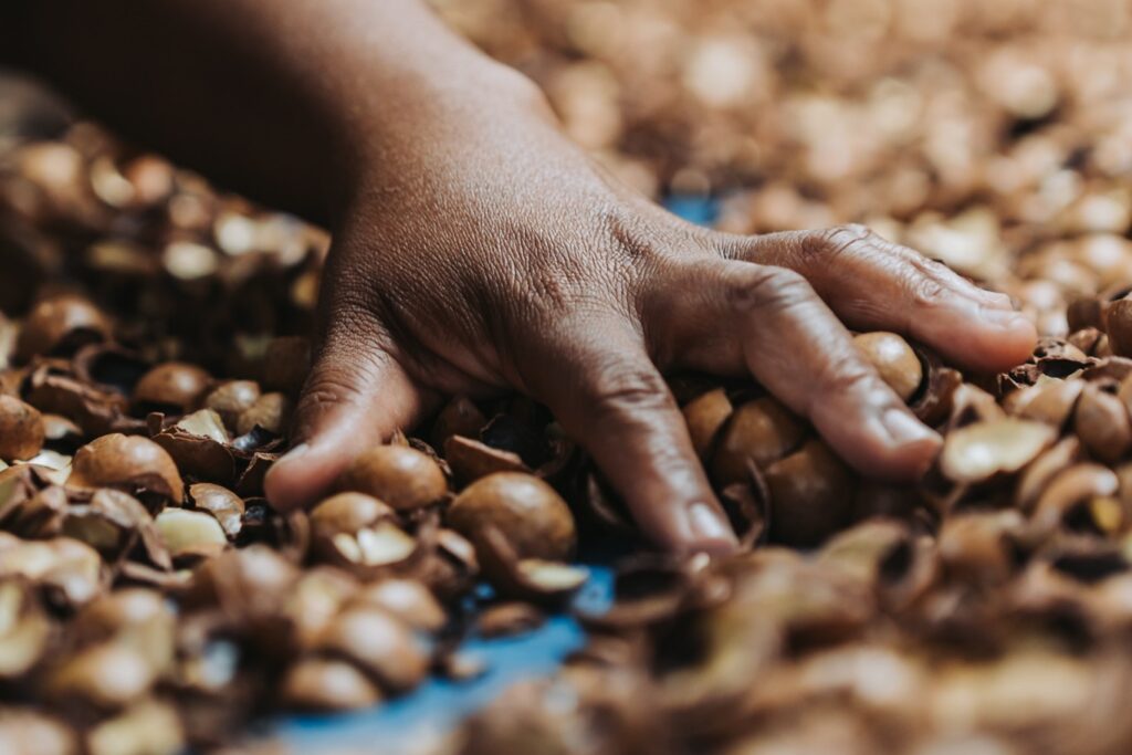 Hand sorting macadamia nuts during processing at Mayo Macs