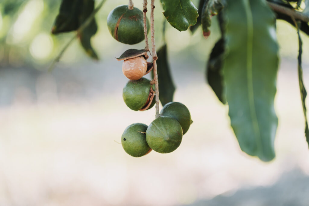 Macadamia nuts growing on a tree branch for Mayo Macs about section