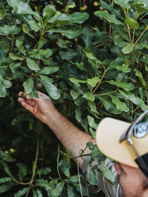 Macadamia grower inspecting trees in an orchard