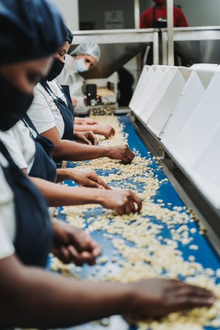 Mayo Macs macadamia industry photograph MM-72