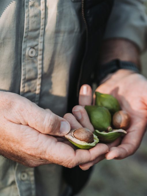 Fresh macadamia nuts held in a grower’s hands